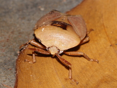 Tessaratoma