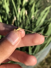 Lestes inaequalis