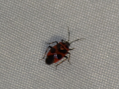 Deraeocoris histrio
