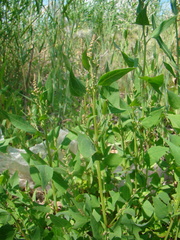 Atriplex prostrata latifolia