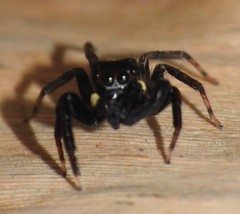Chapoda