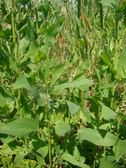 Atriplex prostrata latifolia