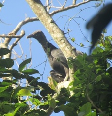Coragyps atratus