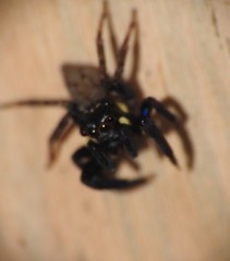 Chapoda