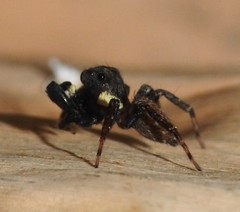 Chapoda