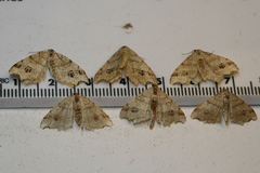 Macaria notata