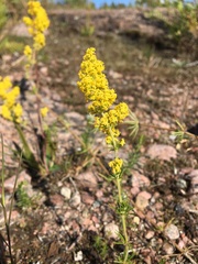 Galium verum