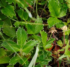 Potentilla stolonifera