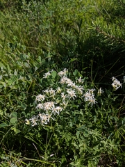 Sericocarpus linifolius