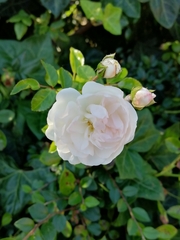 Rosa