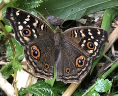 Junonia lemonias aenaria