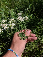 Sericocarpus linifolius
