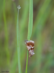 Deltote bellicula