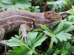 Sceloporus aeneus