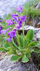 Primula latifolia