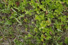 Potentilla stolonifera