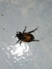 Anisoplia austriaca