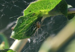Theridion varians