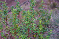 Ribes hirtum