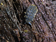 Holacanthella