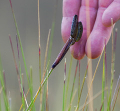 Sisyrinchium jamesonii
