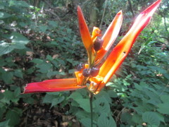 Heliconia psittacorum