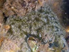 Styelidae