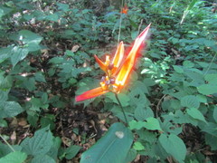 Heliconia psittacorum