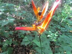 Heliconia psittacorum