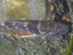 Bathygobius soporator