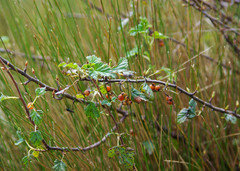 Ribes hirtum