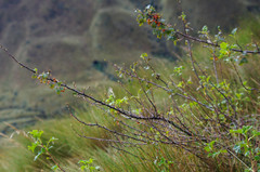 Ribes hirtum
