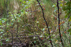 Ribes hirtum