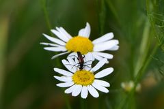 Stenurella melanura