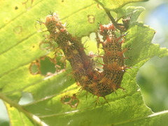 Polygonia interrogationis