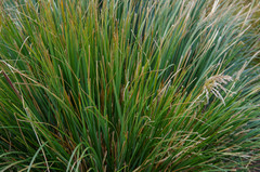 Cortaderia nitida