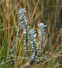 Lasiocephalus ovatus