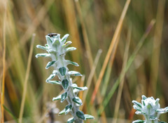 Lasiocephalus ovatus