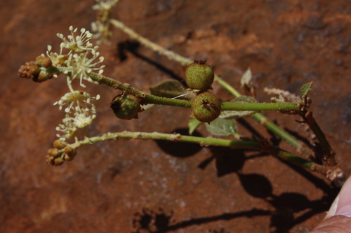 Croton scoriarum