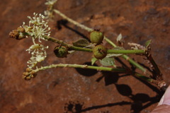Croton scoriarum image