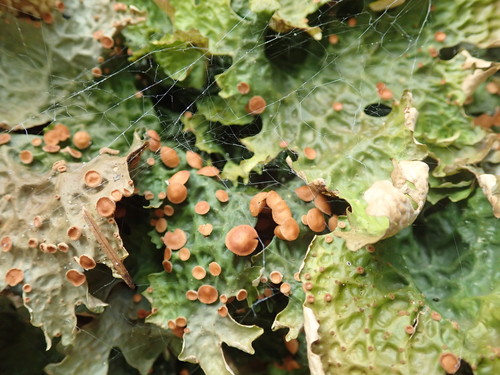 Cabbage Lung Lichen