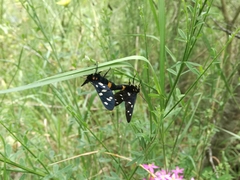Amata ragazzii