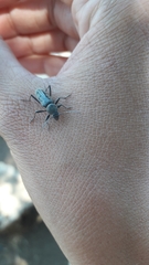 Chlorophorus glabromaculatus glaucus