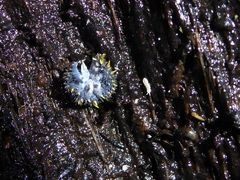 Holacanthella