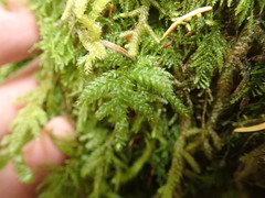 Thamnobryum neckeroides