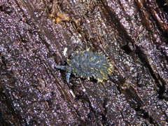 Holacanthella