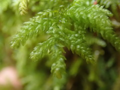 Thamnobryum neckeroides