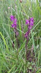 Dactylorhiza traunsteineri
