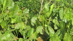 Montrichardia linifera
