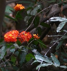 Saraca asoca